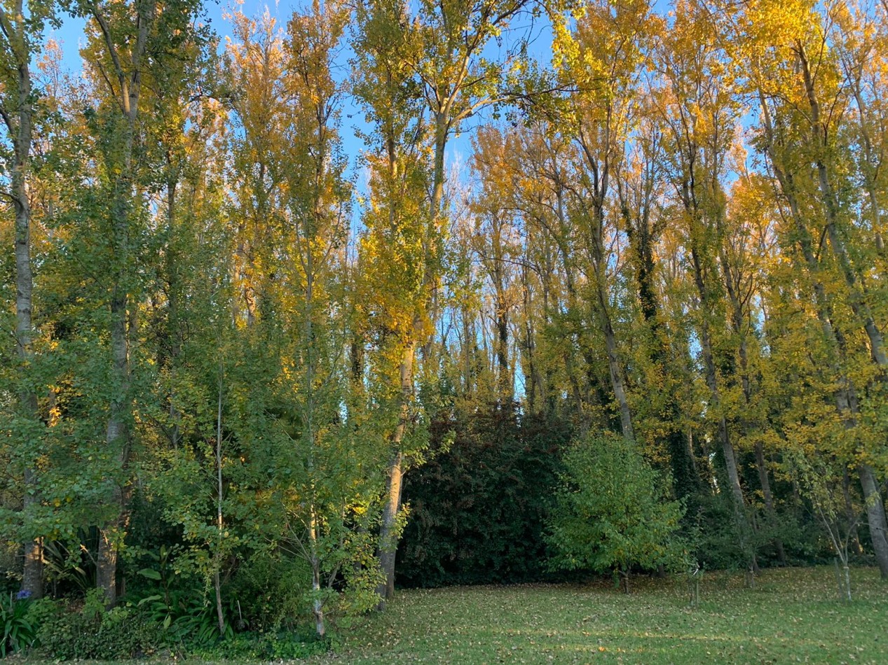 Chalet sobre 5 lotes en Mar de Cobo